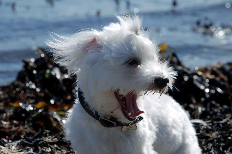 Malteser Fie R.I.P 26. Januar 2015 billede 17