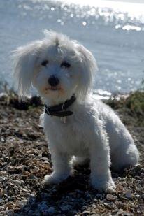 Malteser Fie R.I.P 26. Januar 2015 billede 18