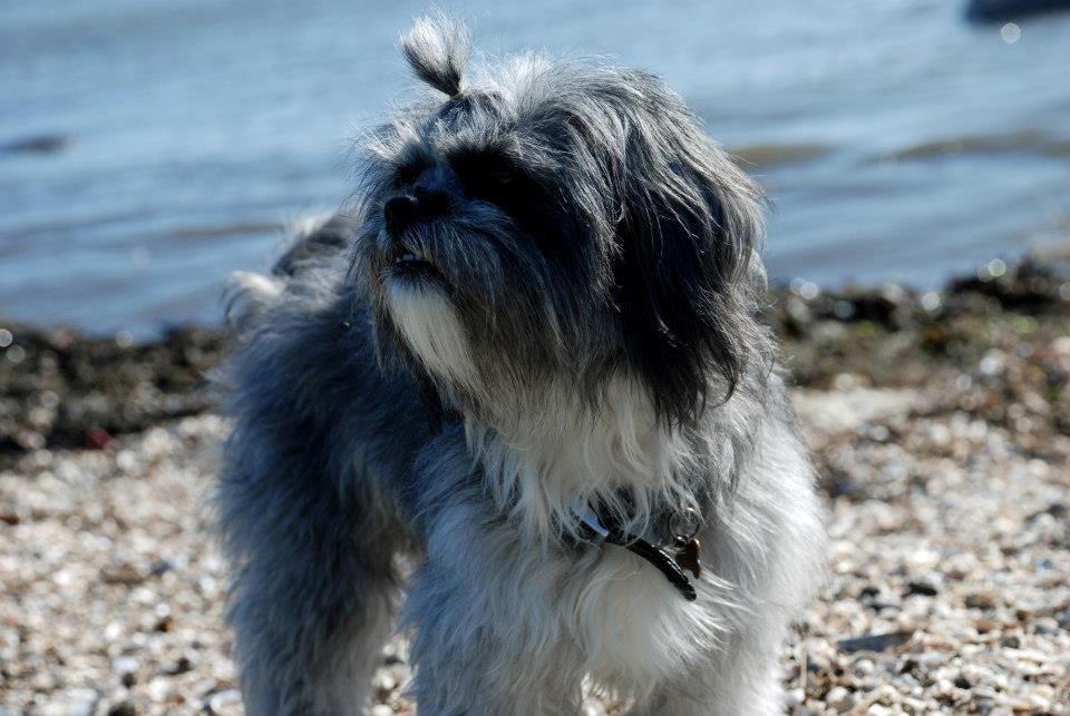 Blanding af racer Bianca R.I.P 4. februar 2014 billede 14