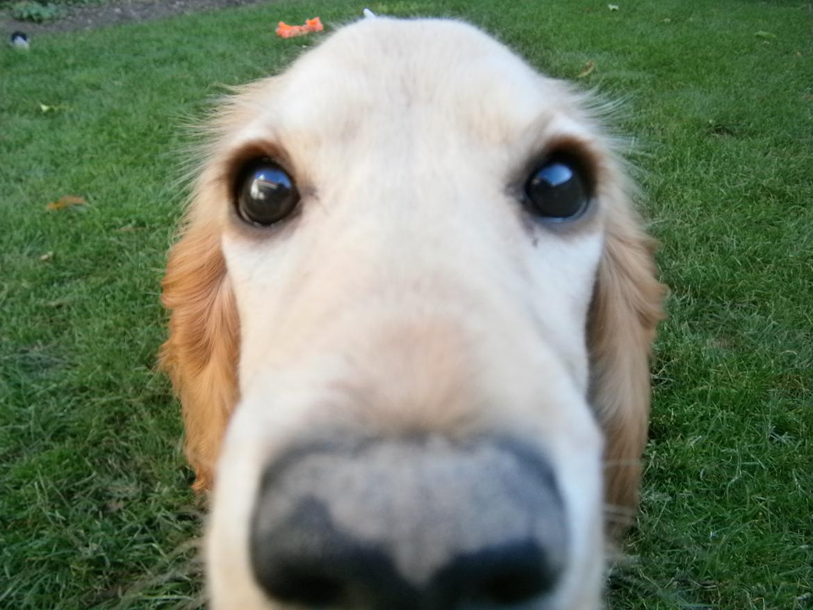 Cocker spaniel Cocio  - hvad er det mon hende der står med???? billede 15