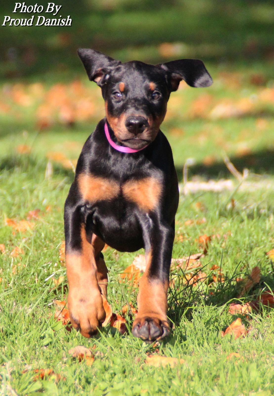 Dobermann Proud Danish Face Of Beauty - 8 uger gammel :) billede 9
