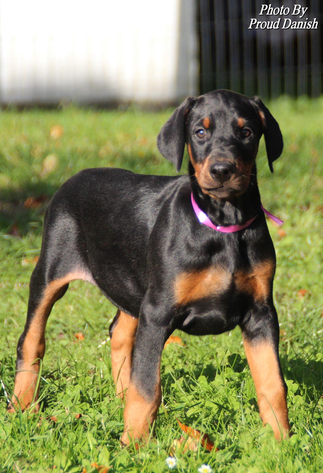 Dobermann Proud Danish Face Of Beauty - 8 uger gammel :) billede 10