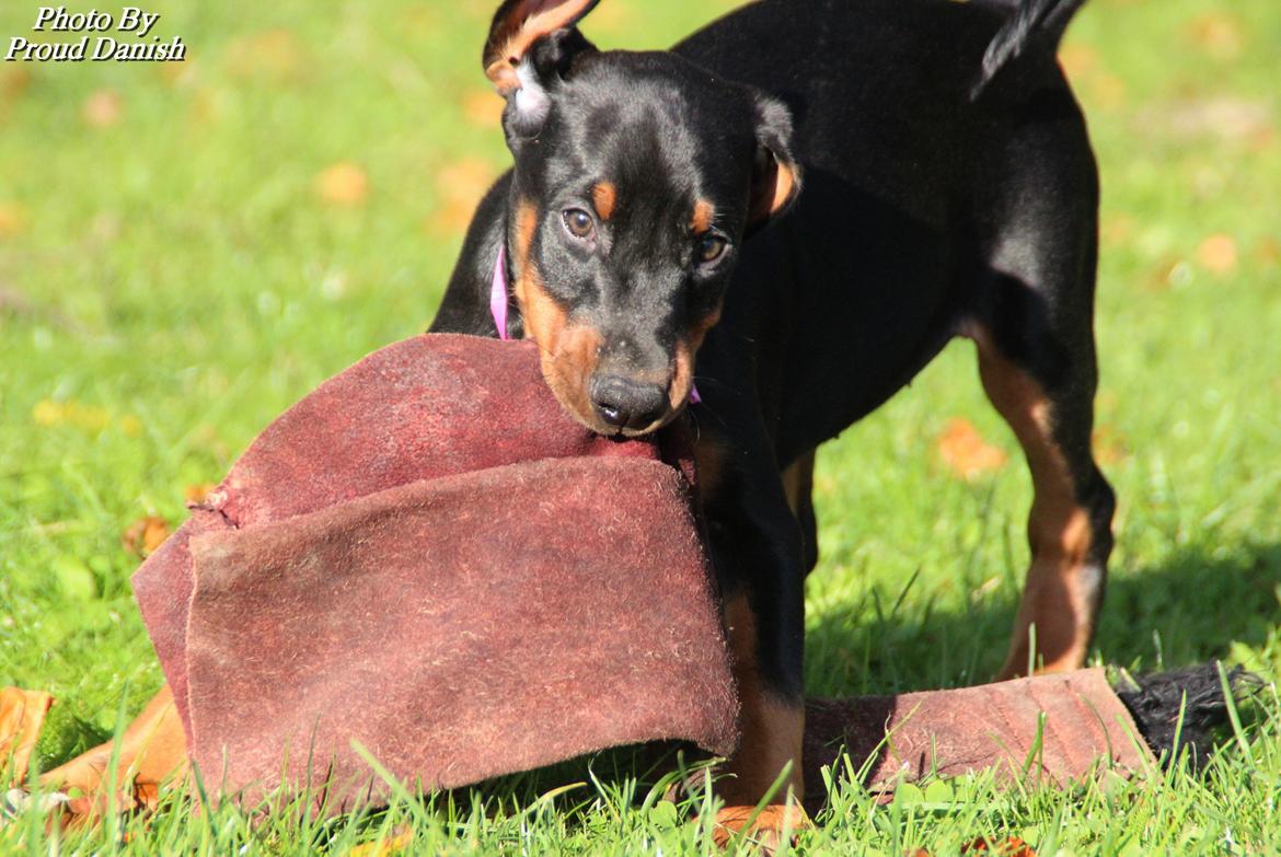 Dobermann Proud Danish Face Of Beauty - 8 uger gammel :) billede 11