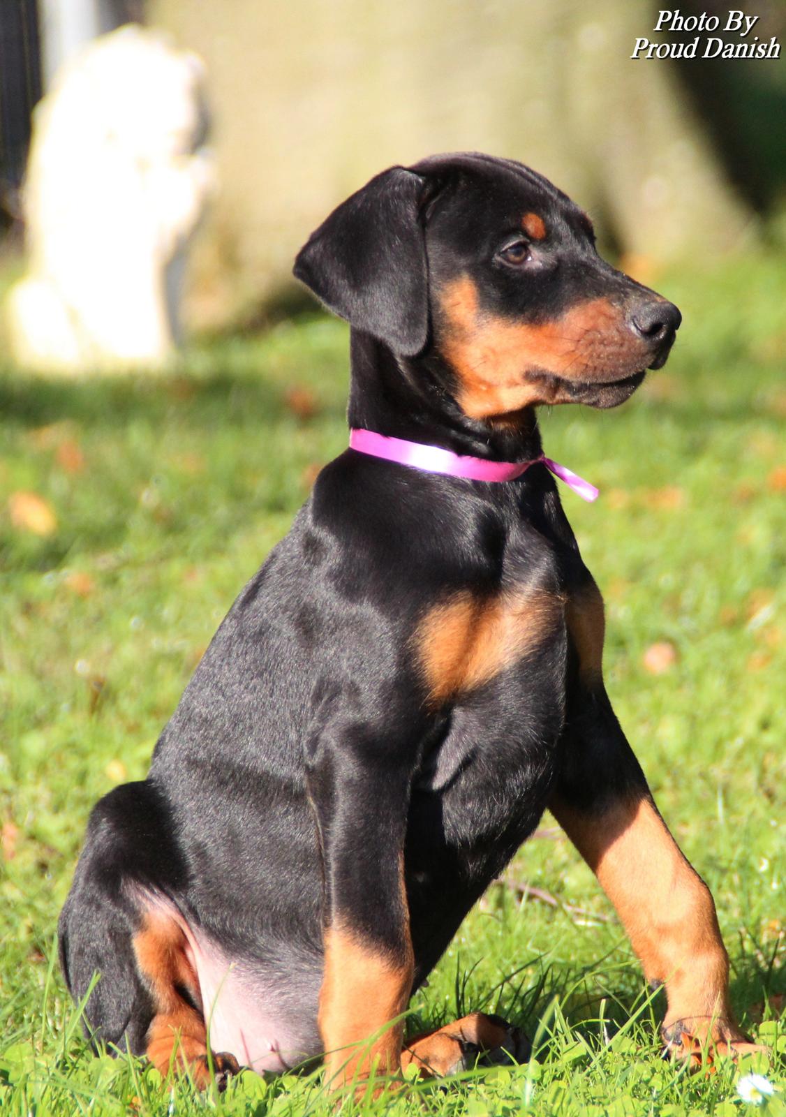 Dobermann Proud Danish Face Of Beauty - 8 uger gammel :)
- hun er da bare så smuk!! <3 billede 12