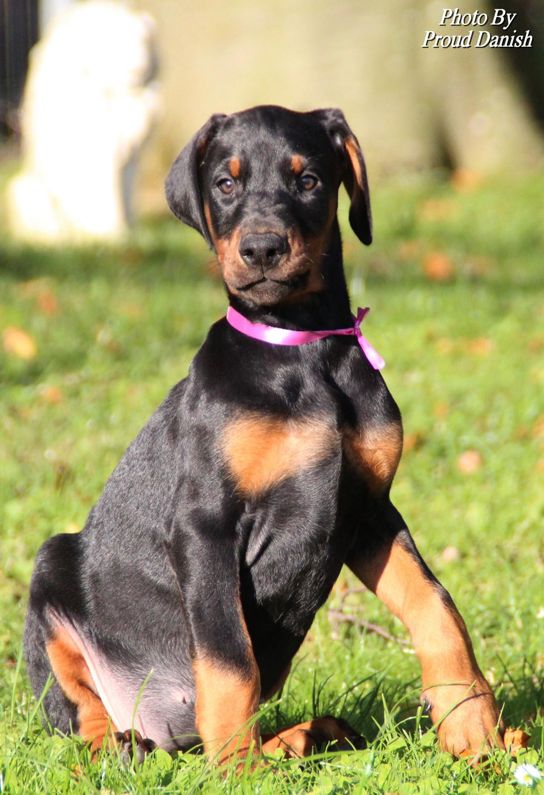 Dobermann Proud Danish Face Of Beauty - 8 uger gammel :)
smukke, smukke pige <3 billede 13