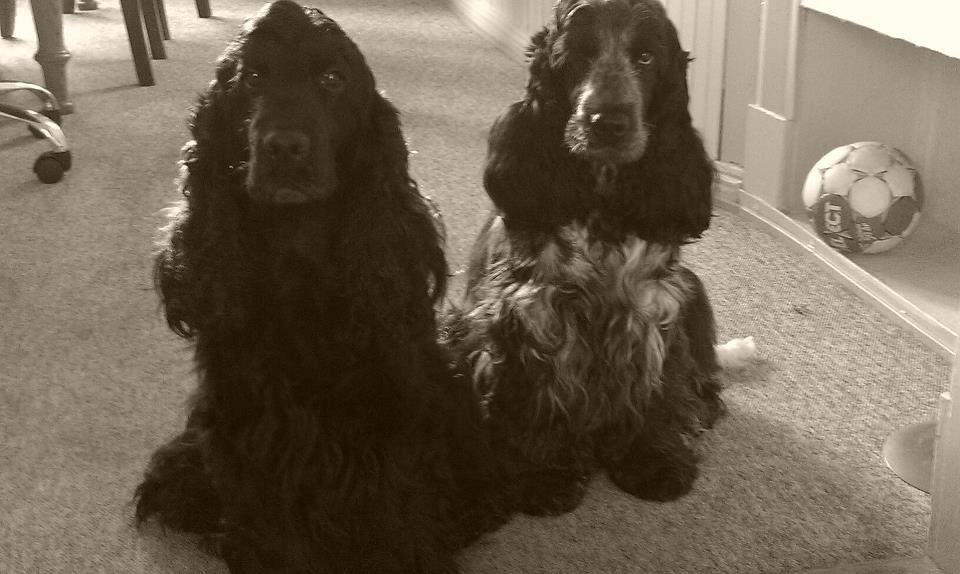 Cocker spaniel Dan-L's King's Last Prom "Snif" - Snif og hendes søster Netti  billede 14