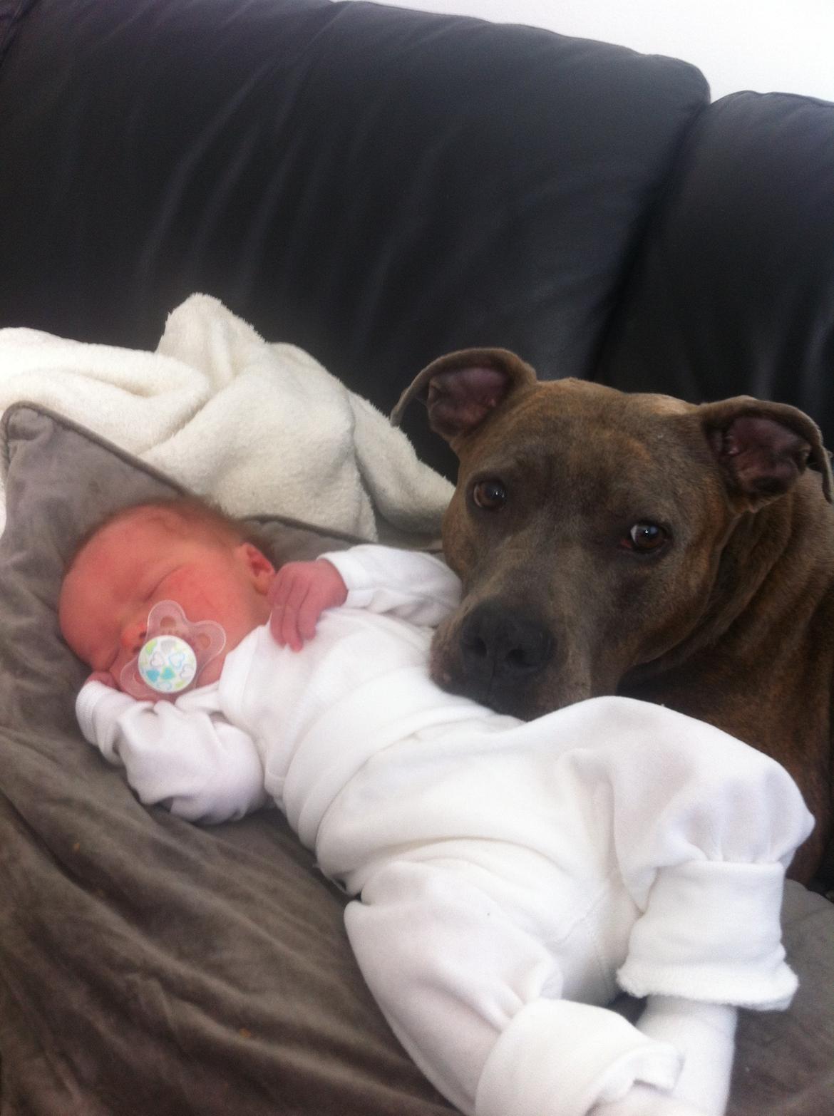 Amerikansk staffordshire terrier Chica - ligger og hygger med lillebror billede 21