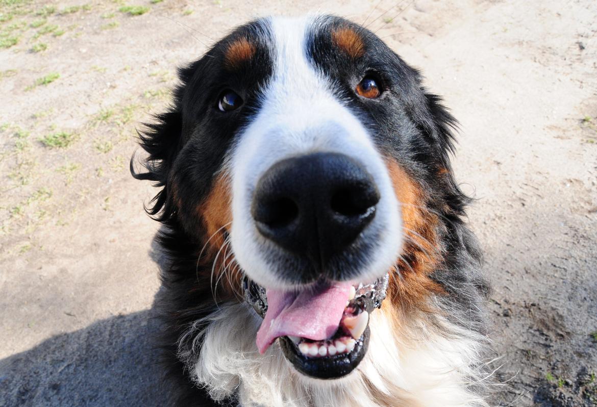 Berner sennenhund Cæsar (Bjørn) - Øhmm... Hej!  billede 6