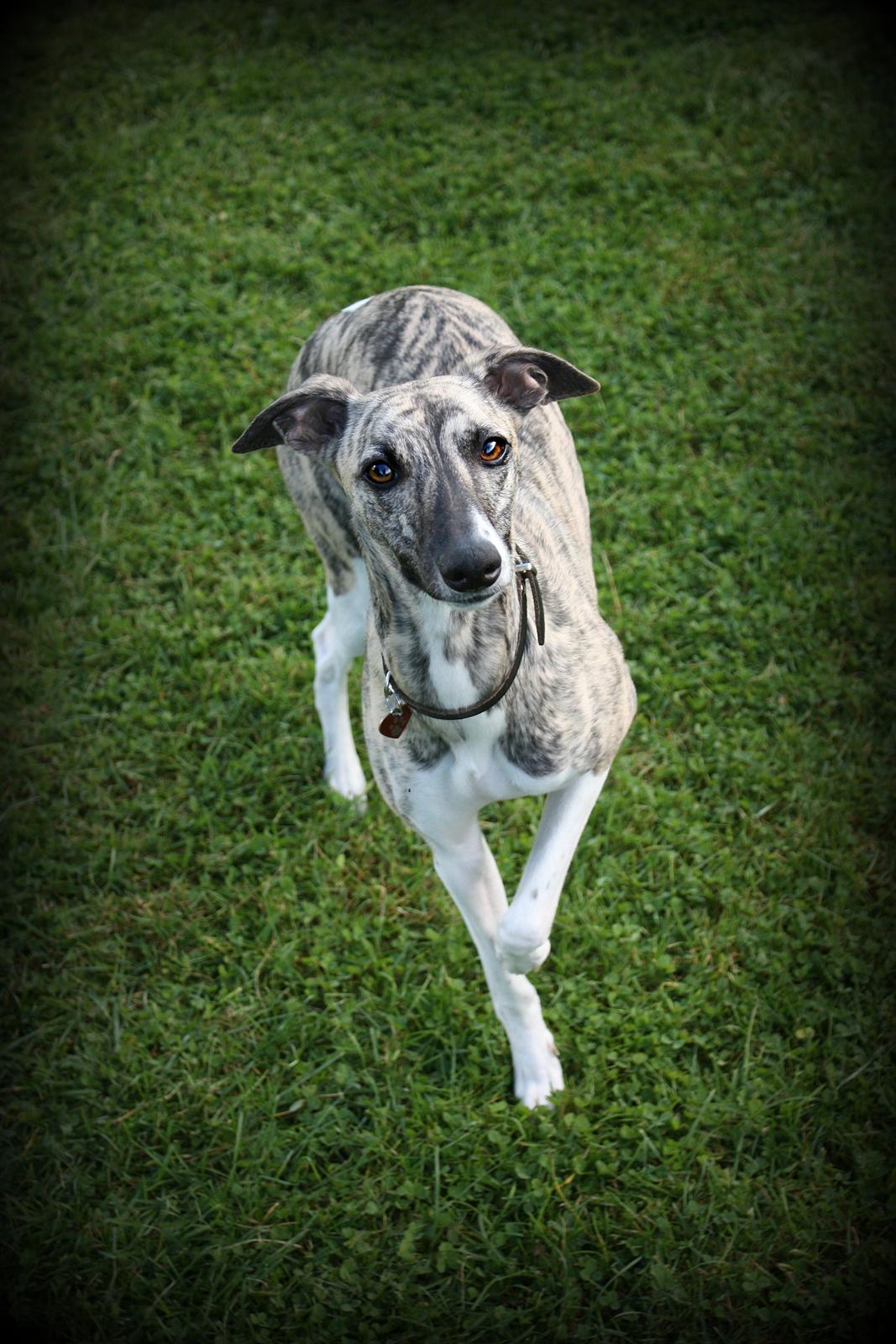 Whippet | Quinta billede 1