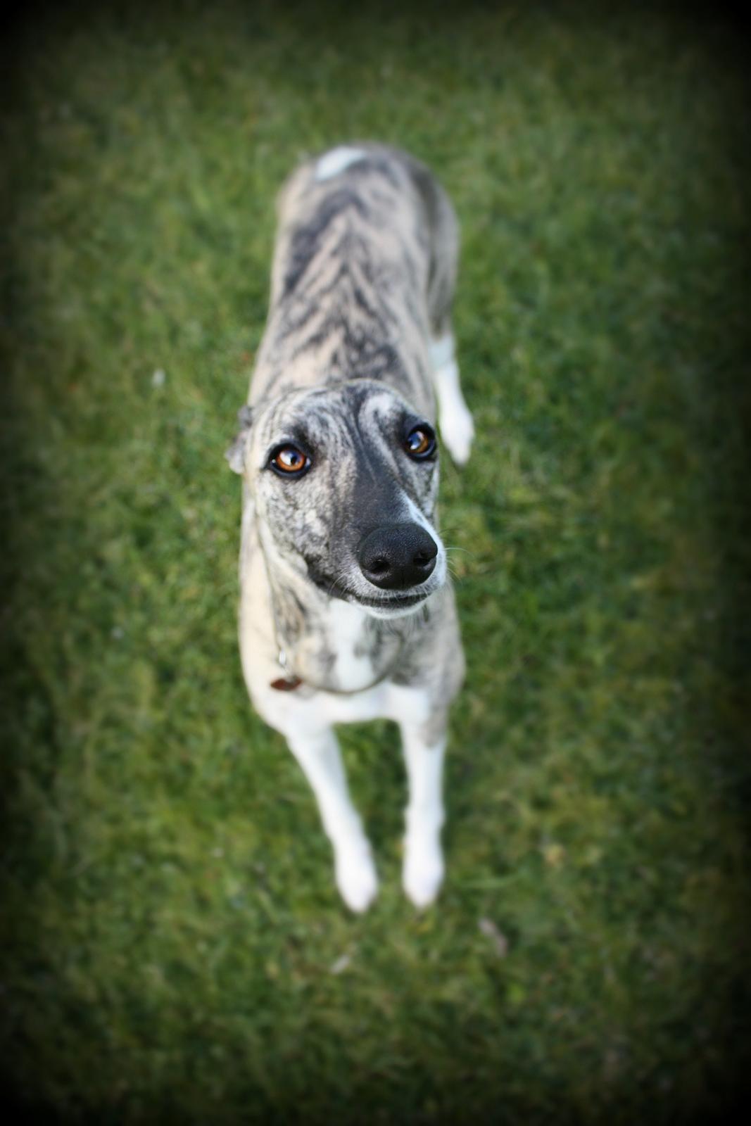 Whippet | Quinta billede 18