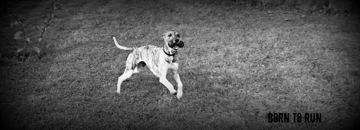 Whippet | Quinta billede 8
