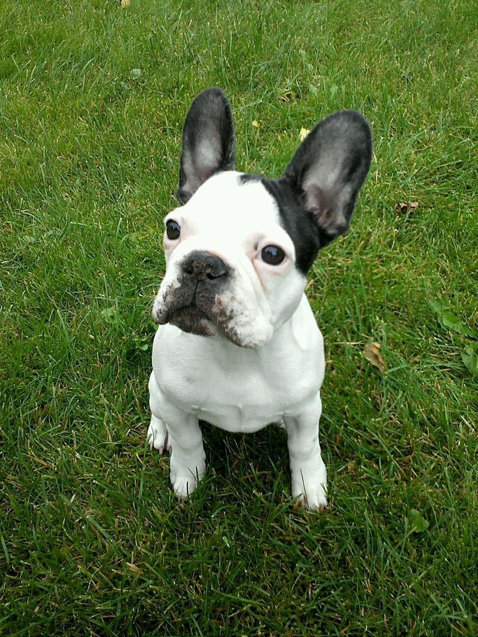 Fransk bulldog ALFRED billede 2