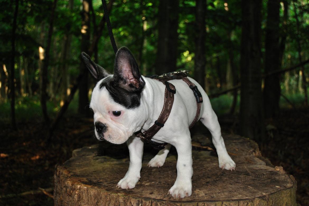 Fransk bulldog ALFRED billede 3