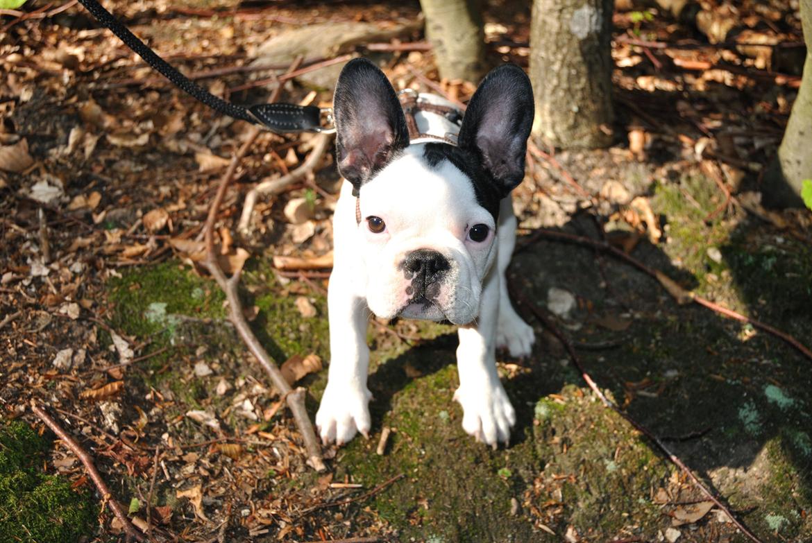 Fransk bulldog ALFRED billede 4