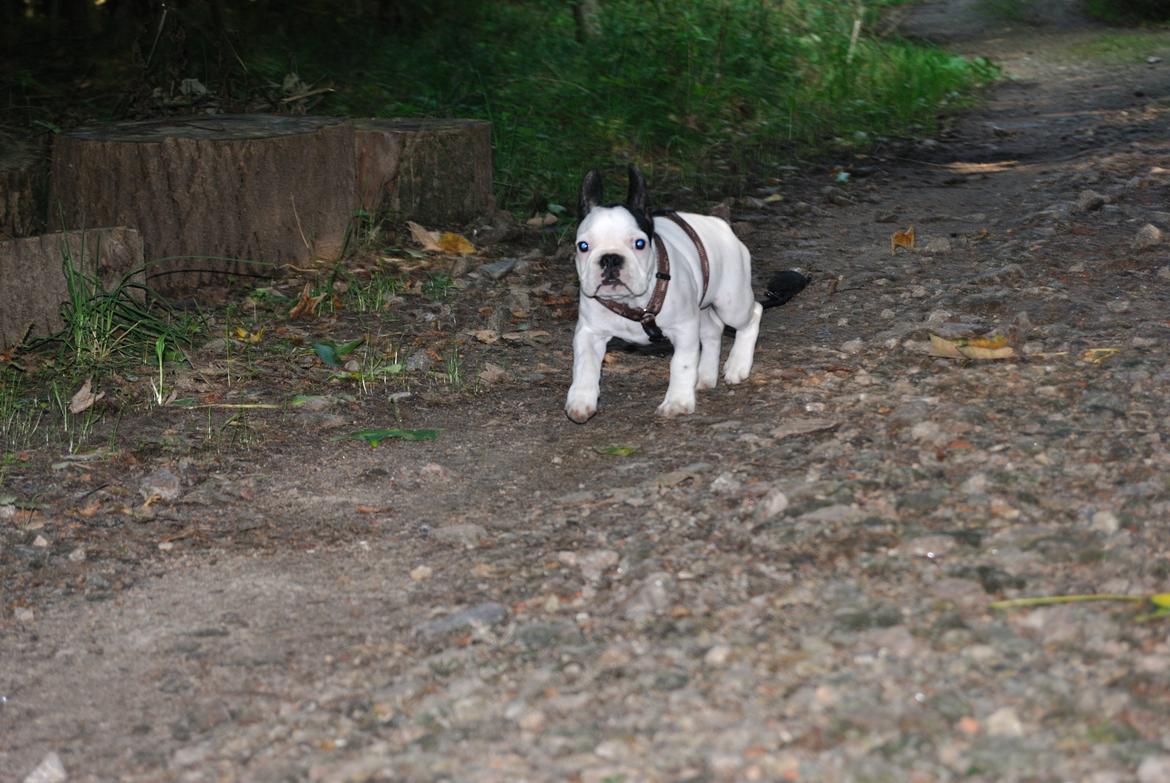 Fransk bulldog ALFRED billede 5