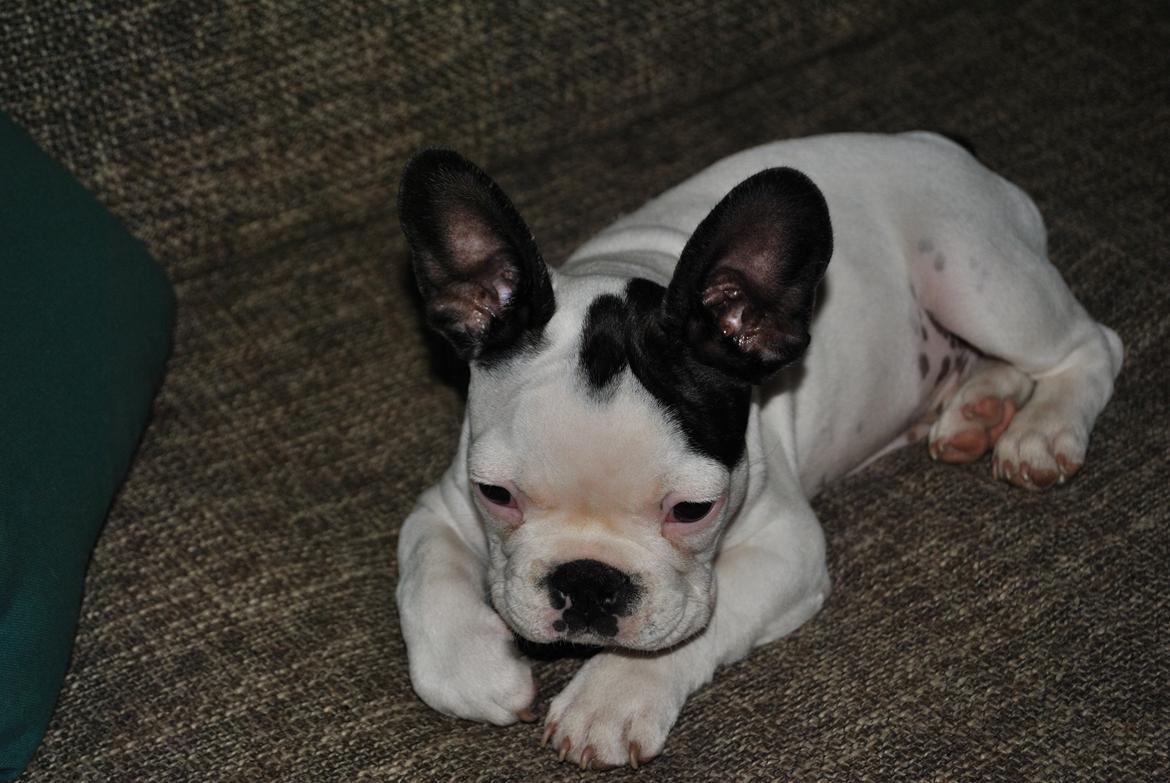 Fransk bulldog ALFRED billede 6