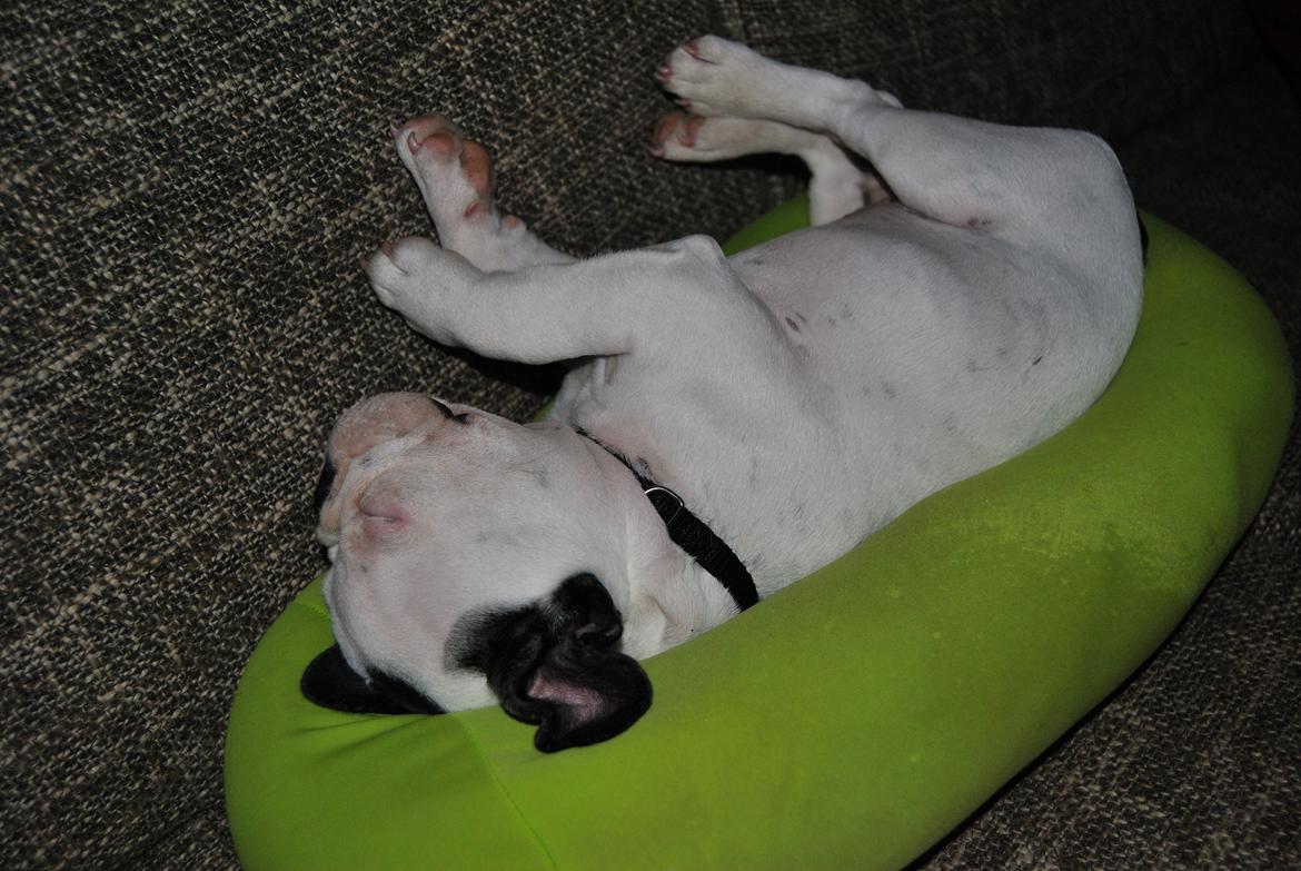 Fransk bulldog ALFRED billede 8