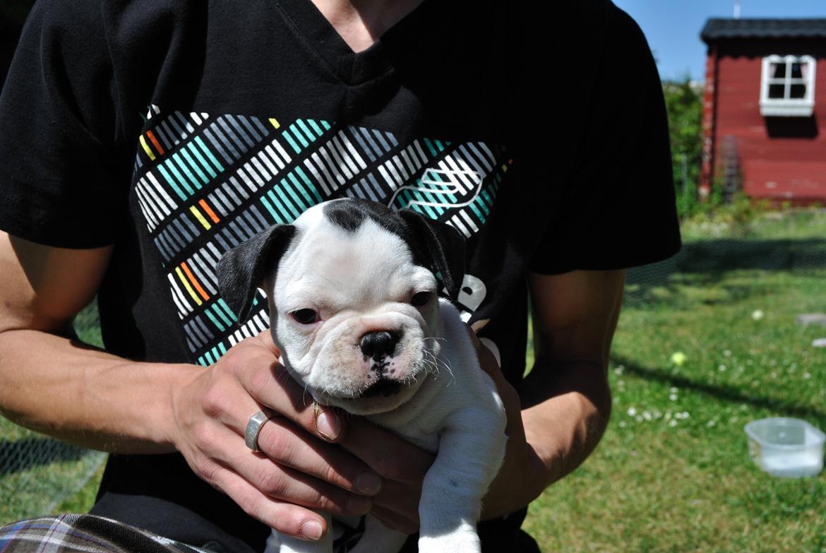 Fransk bulldog ALFRED billede 9