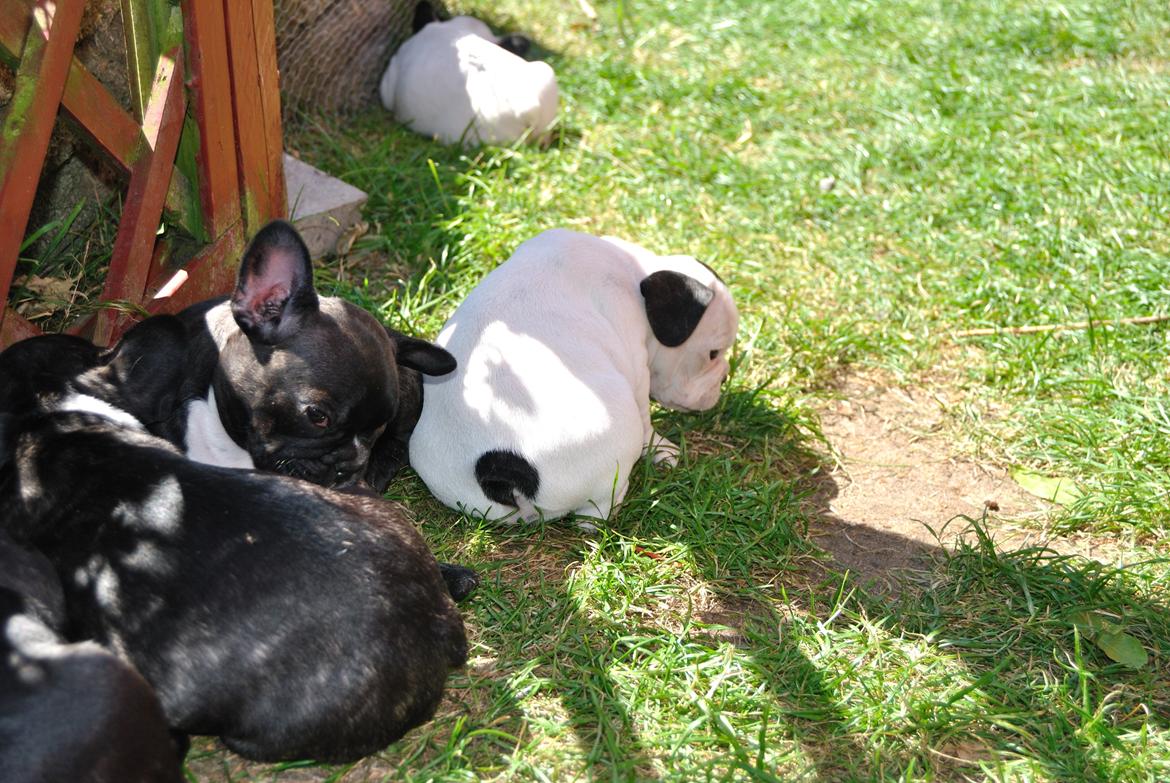 Fransk bulldog ALFRED billede 10