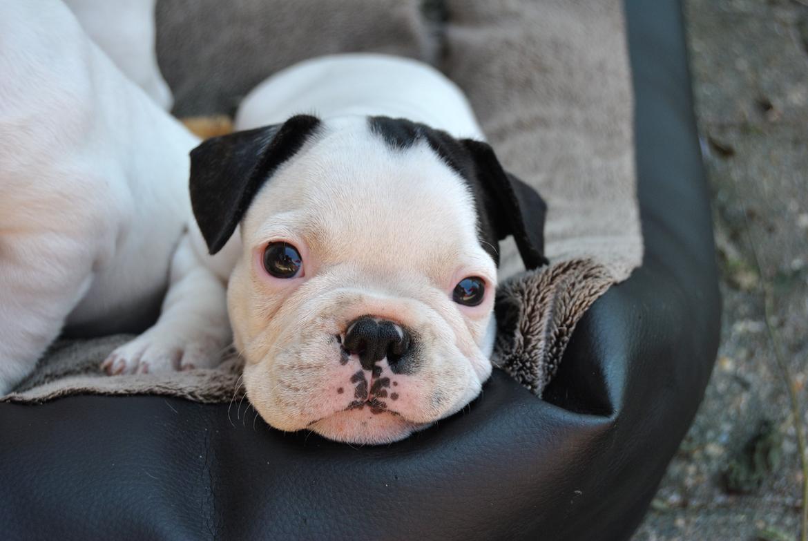 Fransk bulldog ALFRED billede 11