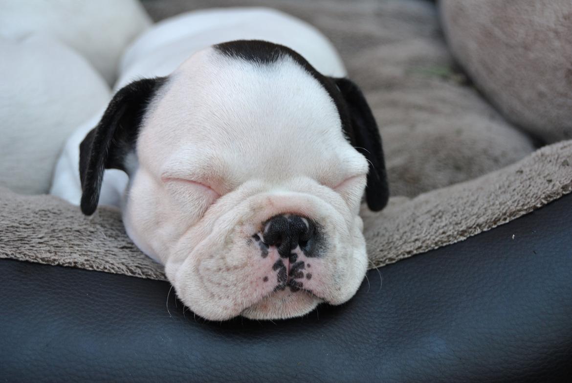 Fransk bulldog ALFRED billede 12