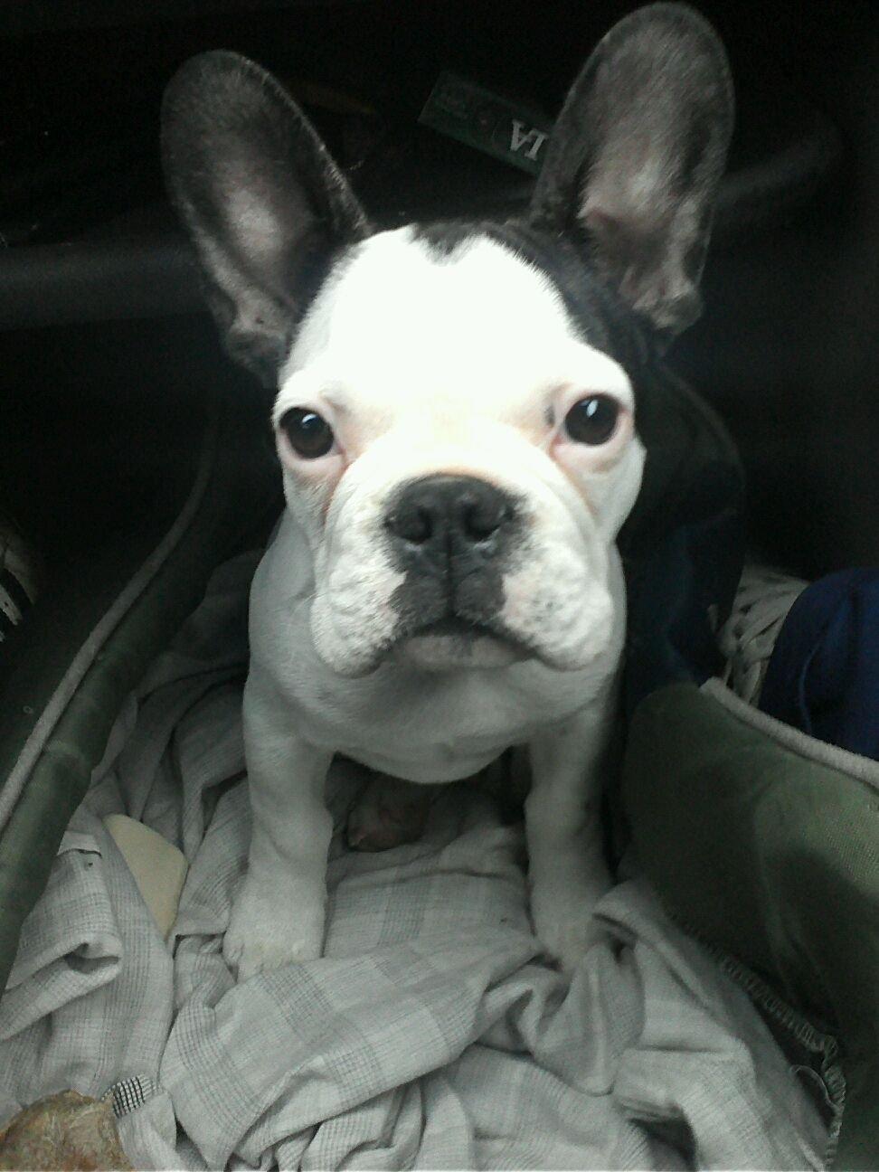 Fransk bulldog ALFRED billede 13