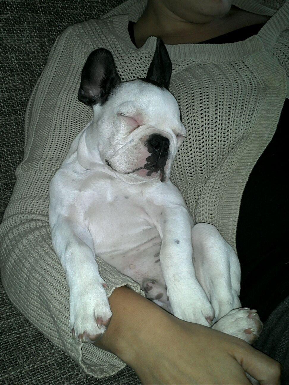 Fransk bulldog ALFRED billede 14