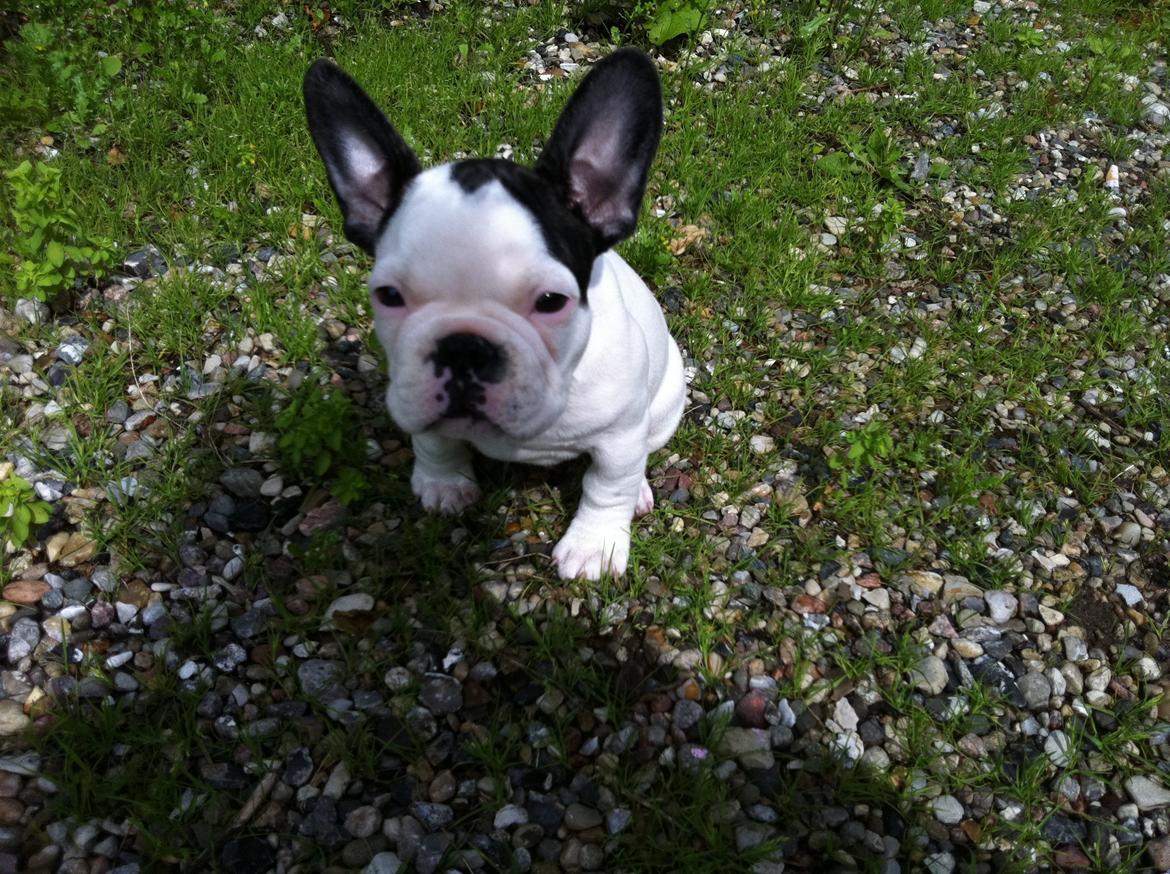 Fransk bulldog ALFRED billede 15