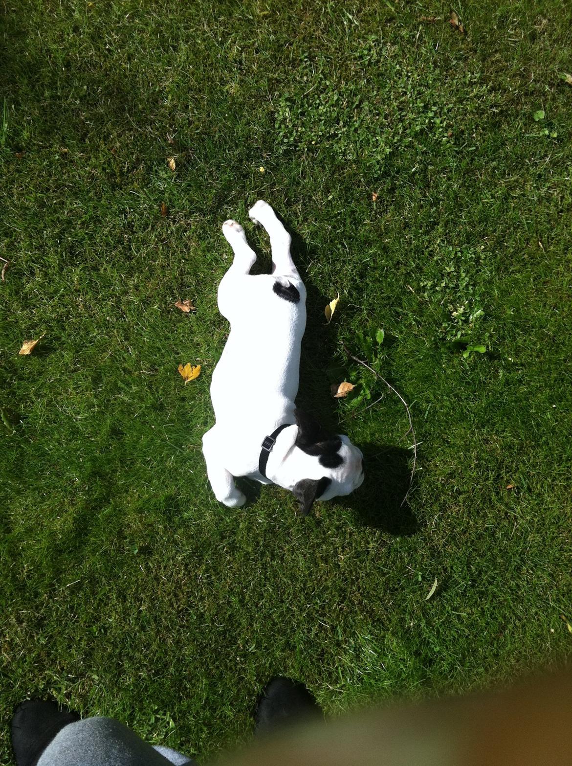 Fransk bulldog ALFRED billede 16