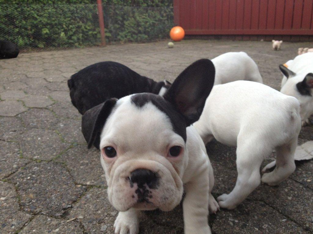 Fransk bulldog ALFRED billede 17