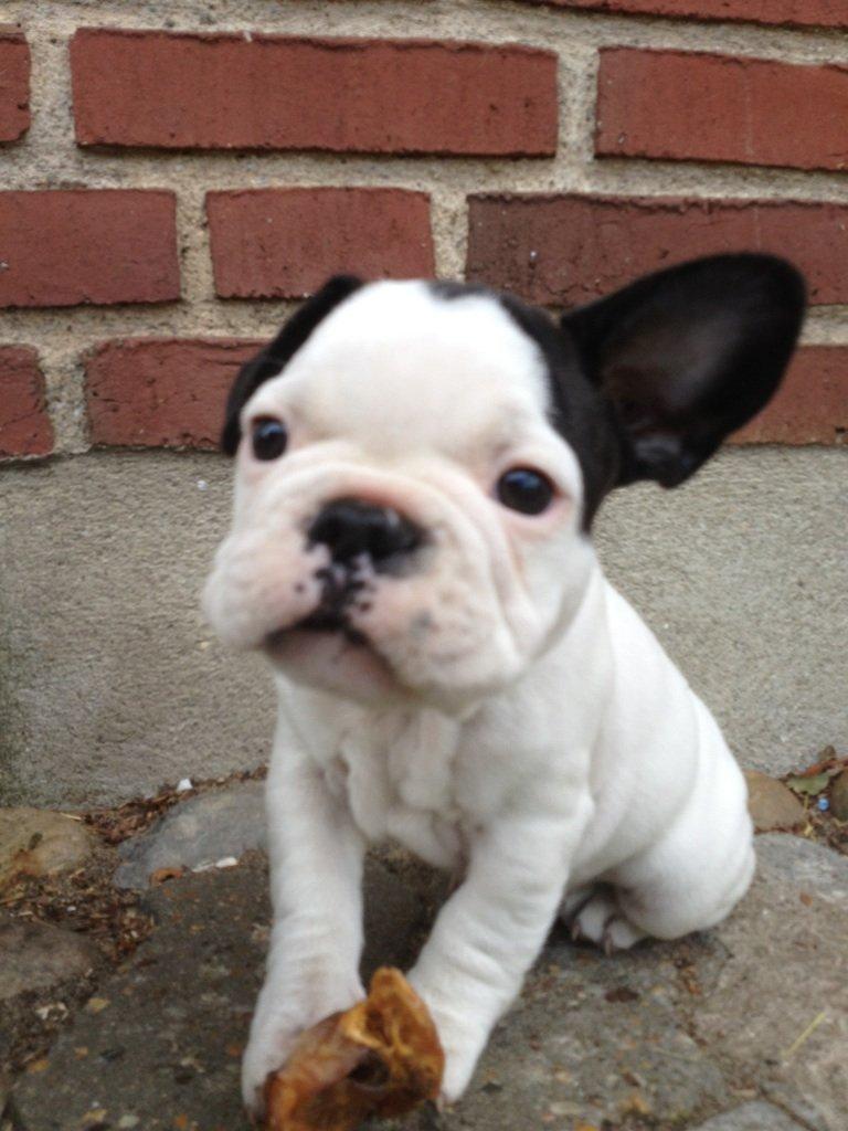 Fransk bulldog ALFRED billede 18