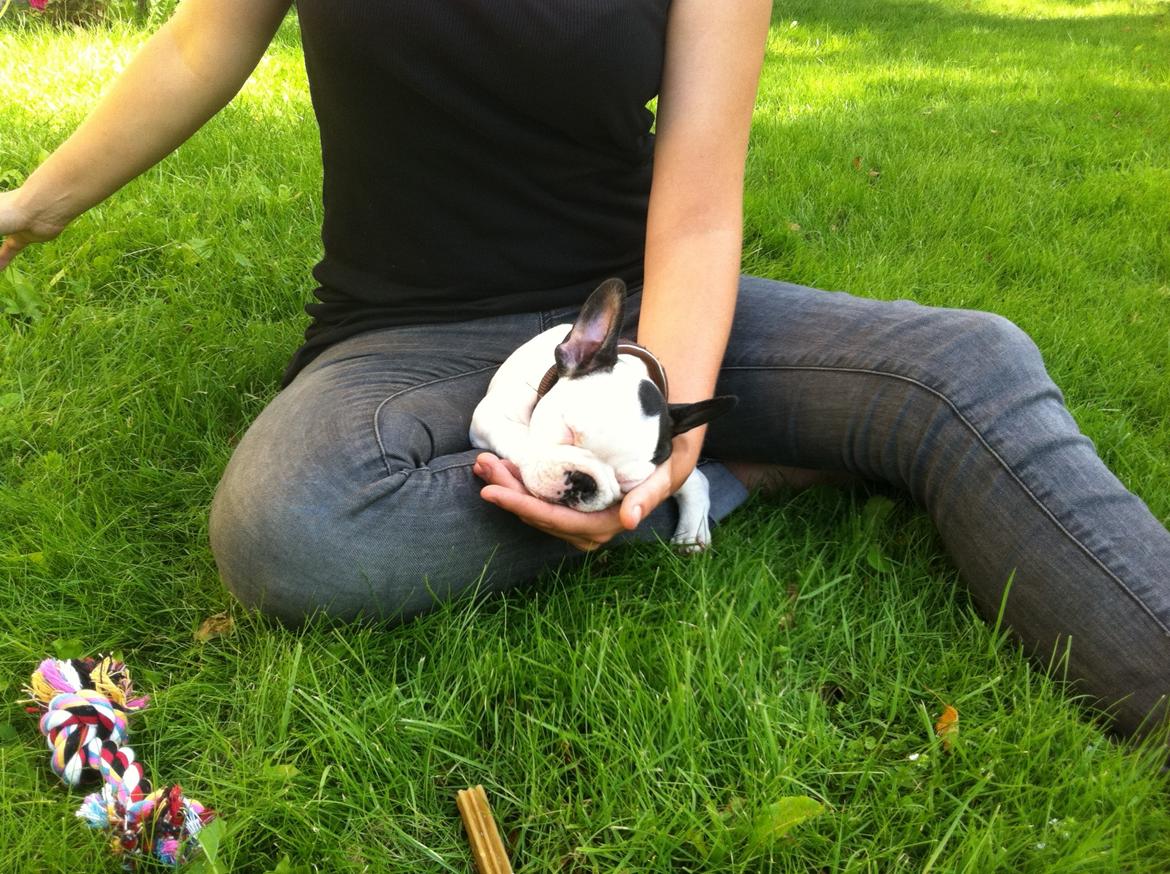 Fransk bulldog ALFRED billede 19