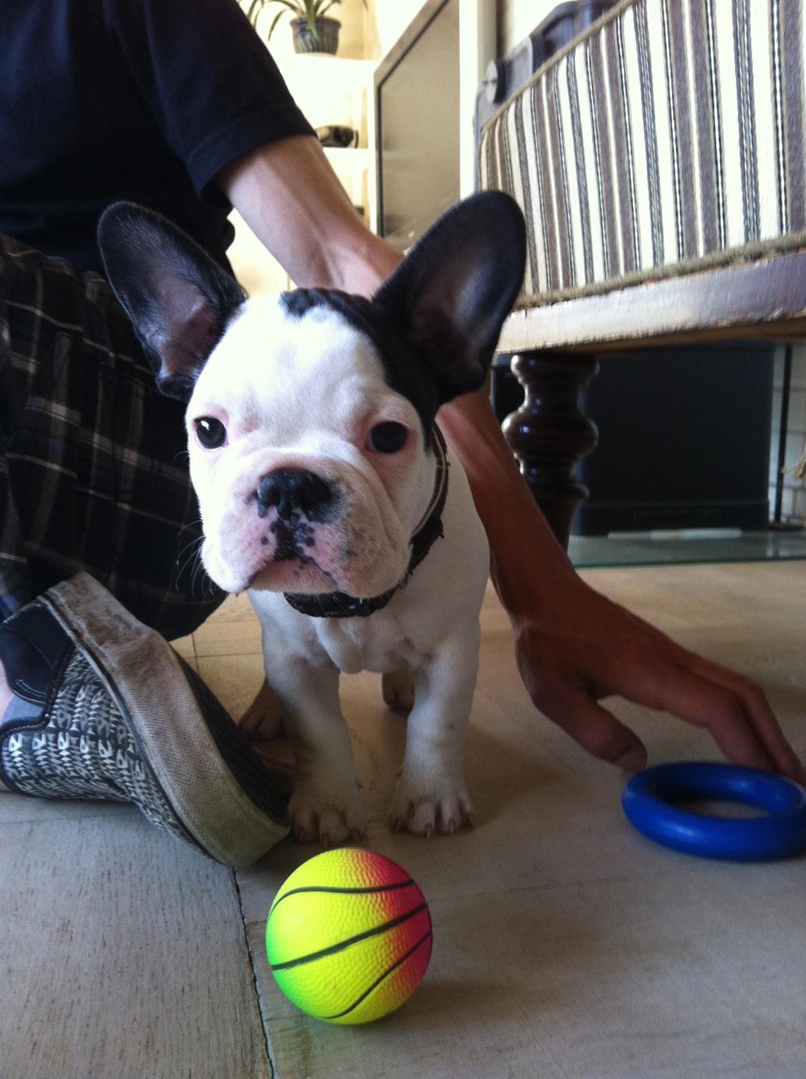 Fransk bulldog ALFRED billede 20