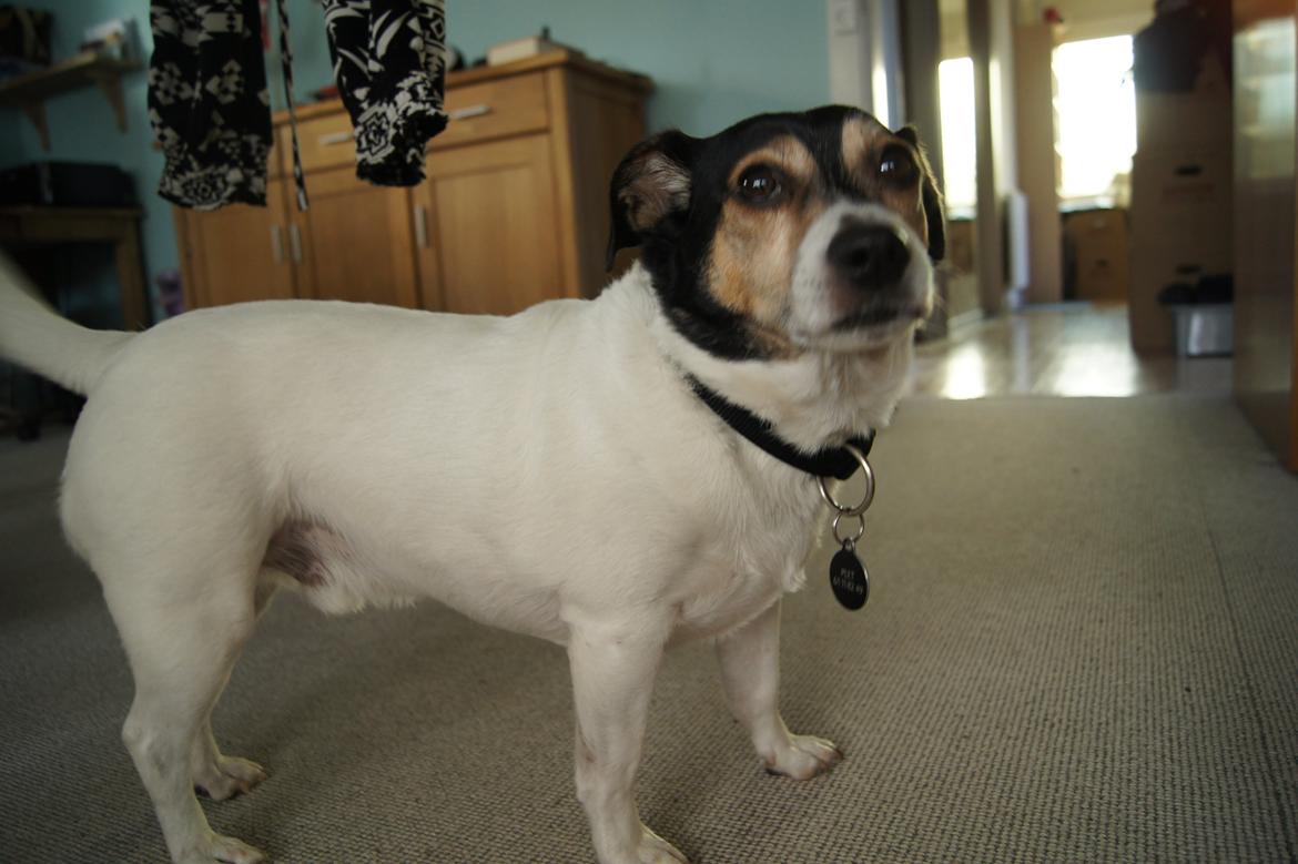 Blanding af racer Plet - Nåår nej jeg er ikke bange xD billede 14