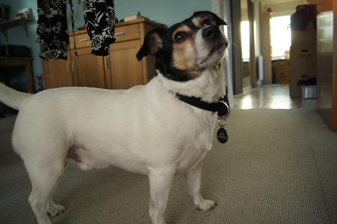 Blanding af racer Plet - hvad kigger jeg mon på? billede 15