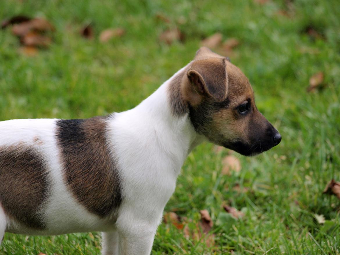 Dansk svensk gaardhund Nicki billede 10