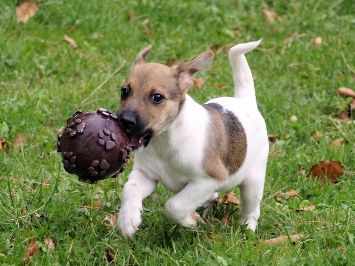 Dansk svensk gaardhund Nicki billede 9