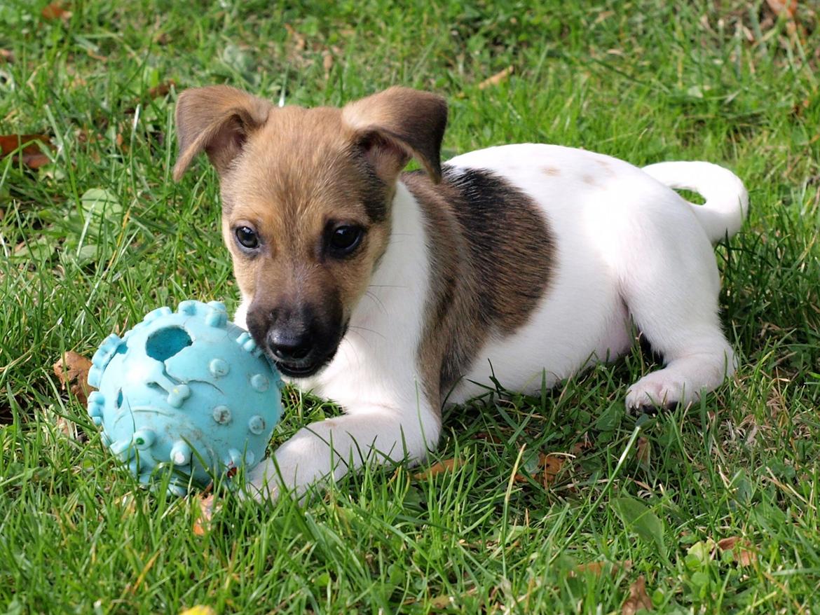 Dansk svensk gaardhund Nicki billede 8