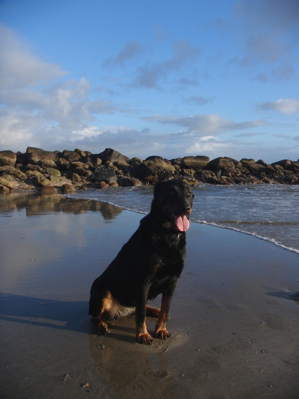 Beauceron Woodt Light Blance - Ved Vesterhavet billede 10