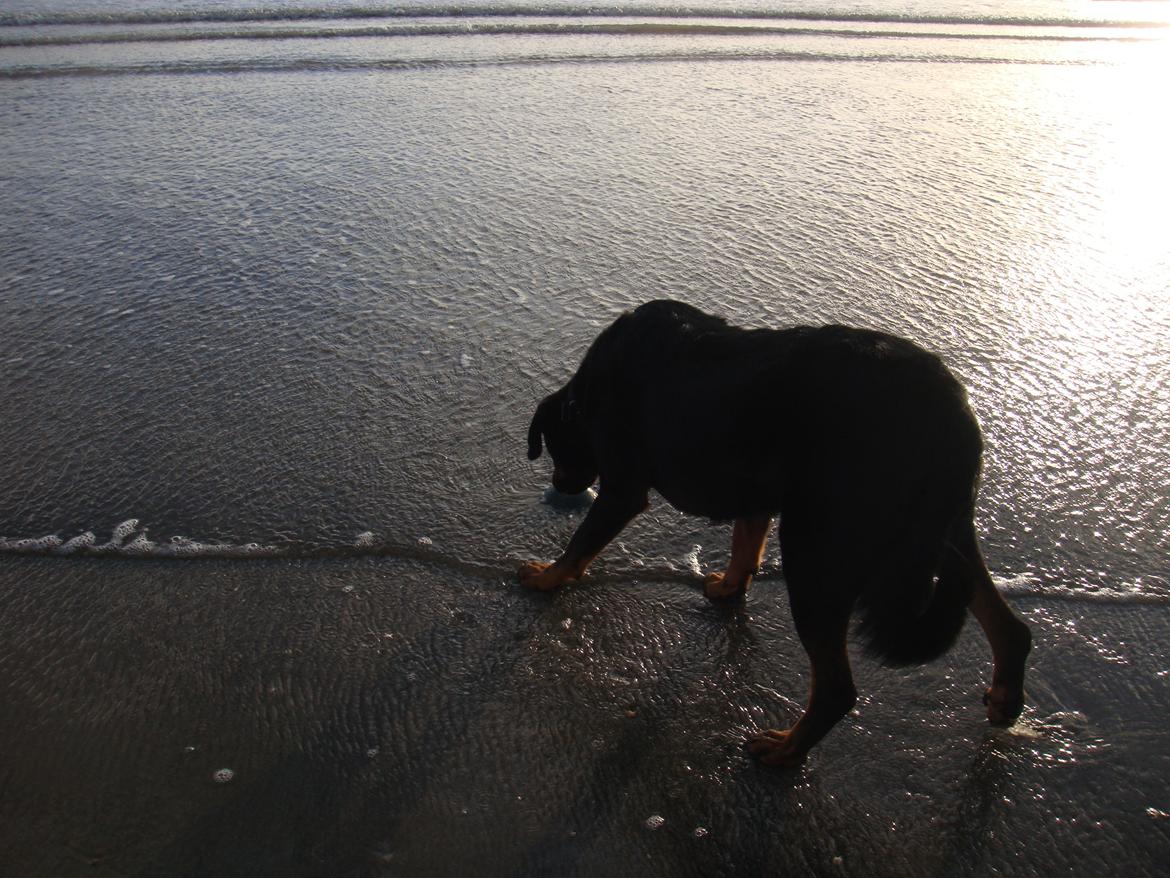 Beauceron Woodt Light Blance - Vandmænd er mærkelige... billede 11