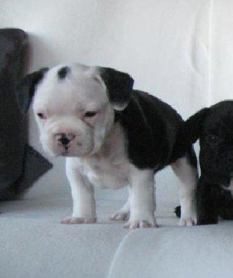 Fransk bulldog Basse billede 6