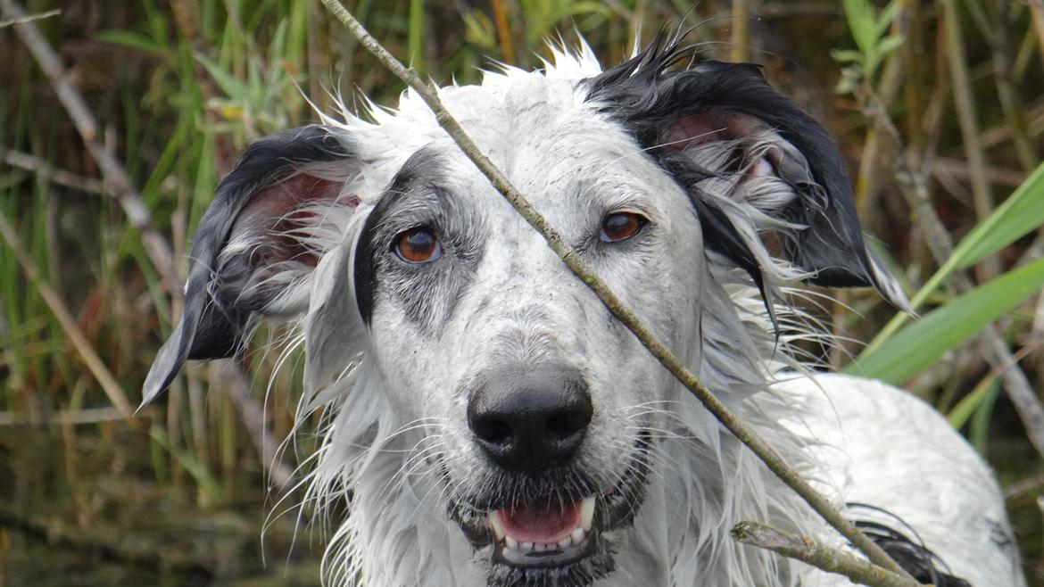 Blanding af racer Amigo - Et rigtigt "naturbarn". billede 16