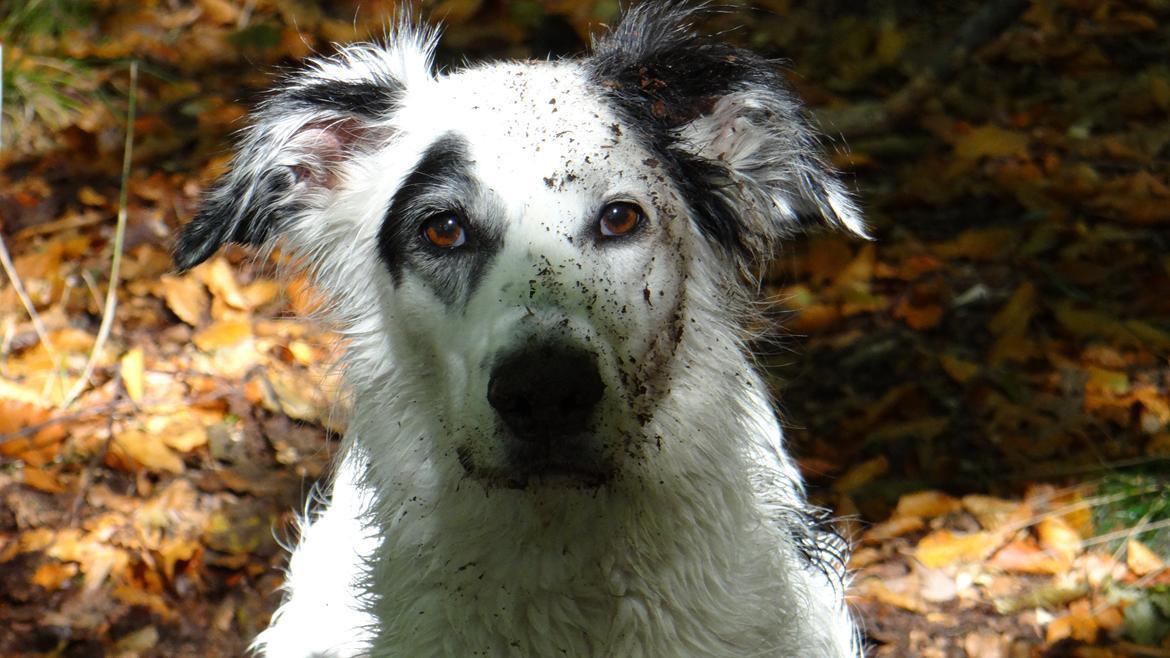 Blanding af racer Amigo billede 17