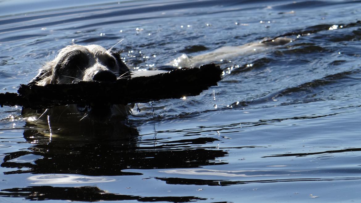 Blanding af racer Amigo billede 18