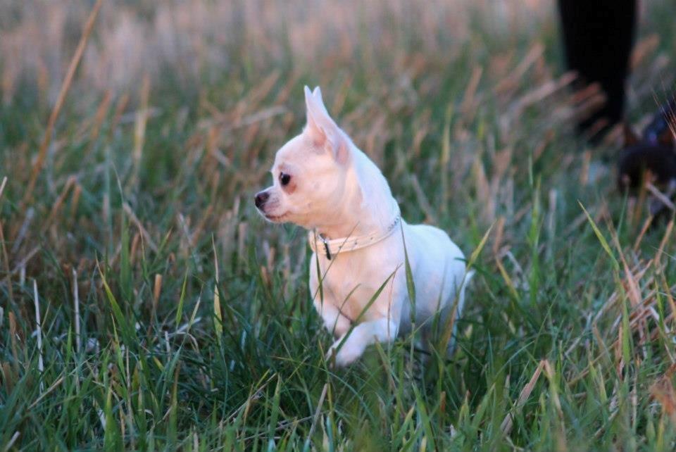 Chihuahua Honey Paj´s Yvain Yuzzlebug billede 10