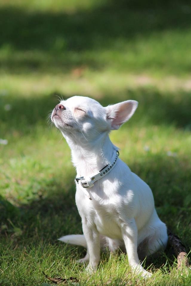 Chihuahua Honey Paj´s Yvain Yuzzlebug billede 11