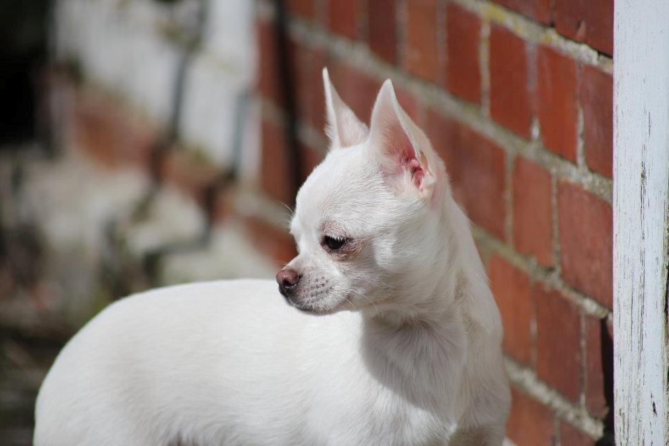 Chihuahua Honey Paj´s Yvain Yuzzlebug billede 12