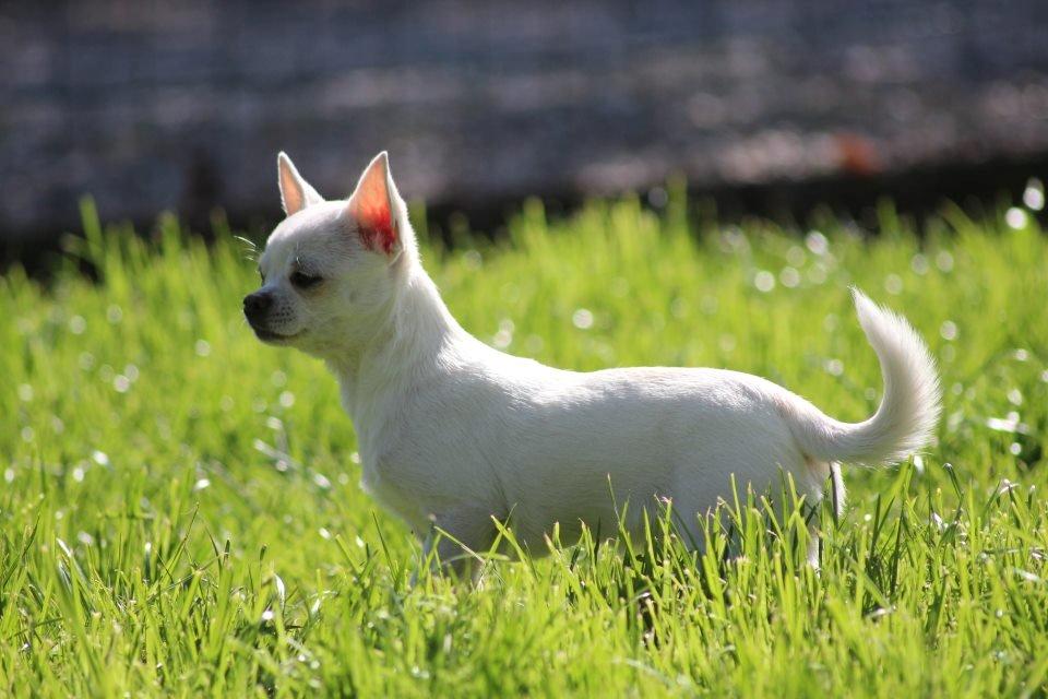 Chihuahua Honey Paj´s Yvain Yuzzlebug billede 13
