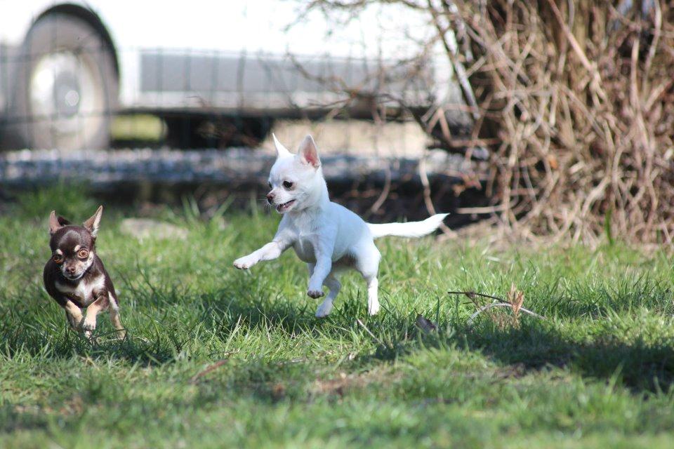 Chihuahua Honey Paj´s Yvain Yuzzlebug billede 14