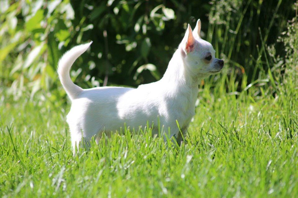 Chihuahua Honey Paj´s Yvain Yuzzlebug billede 15